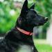 Personalized Reflective Dog Collar for Medium Dogs - Custom Embroidered Nylon with PET Name & Phone Number | Tagme - Buy Online on SooperMarket.com