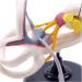 Professional Desktop Ear Joint Simulation Model Human Ear Labyrinth Model Medical Educational Training Aid - Buy Online on SooperMarket.com
