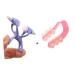 Balacoo Nose Up Clip - Nose Shaping & Lifting Bridge Straightener | Japanese-Style Orthotics for Perfect Nose Contour - Buy Online on SooperMarket.com