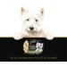Cesar Simply Crafted Adult Wet Dog Food Chicken Carrots & Green Beans 37g Pack of 10 - Buy Online on SooperMarket.com