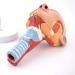 Human Head Human Body Model and Muscle Nasal Pharyngeal Throat Trachea Cricopharyng Muscle Anatomy Model Medical Teaching Accessories - Buy Online on SooperMarket.com