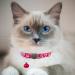HepplLy 2-Pack Cat Collars - Quick Release Reflective Kitten Collar with Bell (Dark Pink) | International Shipping Available - Buy Online on SooperMarket.com