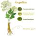 Angelica Root Essential Oil (100% Pure & Natural - Undiluted) - Perfect for Aromatherapy Relaxation Skin Therapy & More!15ml(0.49oz) - Buy Online on SooperMarket.com