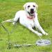 16" Heavy Duty Ground Spike Stake (41cm) Dog Chains for outside Dog Tie Out Cable Steel Spiral Dog Tether Outdoor Dog Camping Accessories (Stake Only) (1 Pack) - Buy Online on SooperMarket.com