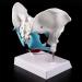 Women's Female Model with Pelvic Floor Muscle Model Natural Laboratory Size - Buy Online on SooperMarket.com