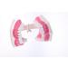 F Fityle 2X Magnification Model Teeth - Removable PVC for Dental Education | International Shipping Available - Buy Online on SooperMarket.com