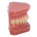Teeth demonstration model orthodontic-mouth-model training reusable simulation 28 teeth for the dentist and hospital
