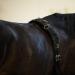Horze Lunging Surcingle - Black Nylon - Pony Size - Buy Online on SooperMarket.com