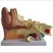 Model of Human Ear Anatomy Removable Medical Teaching Aids Model The Ear Anatomy of The Inner Ear Hearing Teaching Demonstration - Buy Online on SooperMarket.com