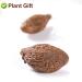 Malva Nut 125G - Fat Dried Sterculia Lychnophora | Premium Pangdahai Chinese Health Tea | International Shipping - Buy Online on SooperMarket.com