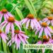 Pure Echinacea Oil 30ml | Natural Hair Care & Skin Care | Hydrate & Nourish - Buy Online on SooperMarket.com