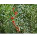 Organic Goji Berries 6 Pounds - Large, Juicy, Non-GMO | Raw Vegan Sirtfood Bulk Goji Berries - 6 Pound Pack - Buy Online on SooperMarket.com