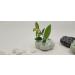 Eco-Friendly Lotus Shaped Clay Floral Holder for Happy and Wealthy Floral Arrangements - White, 2.76 inches - Buy Online on SooperMarket.com