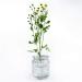 Wazakura Clear Ikebana Kenzan Japanese Flower Holder  Made in Japan  Plastic Floral Arranging Pin Frog  Round - 3(78mm) Clear - Buy Online on SooperMarket.com
