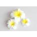 DreamLily Women's Fashion 3 Pcs Hawaiian White Plumeria Flower Foam Hair Clip Set for Beach - White - Buy Online on SooperMarket.com