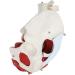 Female Bassin Human Basin Model with Pelvic Floor Muscle Model Ornament - Buy Online on SooperMarket.com