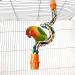Yunmoxiao Pet Bird Parrot Colorful Cotton Standing Rope Perch Bird Climbing Parrot Stand Toys Bird Perch- Cage Rope for Parrot/Parakeet/Cockatiel Bungee Toys 40CM (16 Inch) - Buy Online on SooperMarket.com