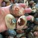 3pc Natural Minerals Ocean Jasper Palm Size Tumbled Stones for Decoration - Buy Online on SooperMarket.com