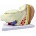 Human Ear Template Outdoor Ear Medium Ear Inner Ear Ear Structure Model Suitable - Buy Online on SooperMarket.com