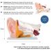 Human Ear Anatomy Model 5 Times Life Size 6 Part Ear Model Anatomical Structure Detachable Medical Training Support - Buy Online on SooperMarket.com