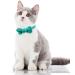 Tagme Turquoise Cat Collar with Personalized Name & Phone Number - Safe Kitten Neck Band with Bell | 1 Pack - Buy Online on SooperMarket.com