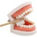 TOSSPER 1set False Tooth Mold Children Early Learning Kids Intelligence Brushing Tooth Teaching Aids Simulated Prop One Size - Buy Online on SooperMarket.com
