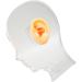 Flexible Waterproof Fake Ear Model for Hospital - Professional & Lifelike Display Mould - Buy Online on SooperMarket.com