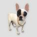 Premium Certified Baltic Amber Collar for Dogs & Cats - 50cm - Natural Flea & Tick Repellent - Buy Online on SooperMarket.com