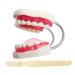 LBYLYH Standard Dental Dental Clinical Lehling Model Teeth/Soft chewing gum/tongue/toothbrush - ideal for demonstration - easy to use and store
