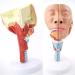 Human Head Human Body Model and Muscle Nasal Pharyngeal Throat Trachea Cricopharyng Muscle Anatomy Model Medical Teaching Accessories - Buy Online on SooperMarket.com