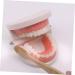 Minkissy Educational Tooth Brushing Toy Set - Early Learning Teeth Model for Kids | Reusable Pedagogical Teaching Tools - Buy Online on SooperMarket.com