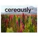 CEREAUSLY Organic Red Quinoa 10 Lb Bulk - Bolivian Royal, NON-GMO, Kosher, Gluten-Free, Vegan - Ideal for Restaurants and Wholesale - Buy Online on SooperMarket.com