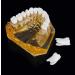 LBYLYH Adult Tooth Replica Model - Medical Dental Teaching Tool for Professionals | International Shipping - Buy Online on SooperMarket.com