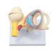 RONTEN Inner Ear Model - 8X Life-Size Medical Anatomy Model - Buy Online on SooperMarket.com