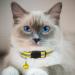 Hepplly 6-Pack Reflective Cat Collars with Bells - Quick Release Kitten Collars in Yellow | International Shipping - Buy Online on SooperMarket.com