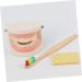 Buy Healvian 1 Set Early Dental Education Toy - Prosthesis Model for Toddlers | Reusable ABS Experience Learning - Buy Online on SooperMarket.com