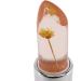 BEIEM Beauty Flower Crystal Jelly Lipstick Temperature Change Color Lip Balm Lemon yellow - Buy Online on SooperMarket.com