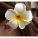 DreamLily Women's Fashion 3 Pcs Hawaiian White Plumeria Flower Foam Hair Clip Set for Beach - White - Buy Online on SooperMarket.com