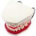 LBYLYH Standard Dental Lehling Model - Realistic Teeth Soft Chewing Gum & Tongue for Clinical Demonstrations - Easy to Use & Store - Buy Online on SooperMarket.com