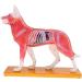 Nicfaky Anatomical Dog Model Acupuncture Anatomy Acupuncture Point Model of the Dog Body with 72 Acupuncture Points Study Model - Buy Online on SooperMarket.com