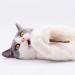 3PCS Natural Catnip Stick Cat Cleaning Teeth Molar Toothpaste Branch Cats Snacks Sticks Supplies Kitten Pet Biting Excitement Stick - Buy Online on SooperMarket.com