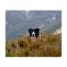 2 x 'Border Collie in the Bushes' Microfiber Lens/Glasses Cloths (LC00021732)