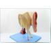 Human Medical Ear Anatomic Model of The Inner Ear of The Inner Ear of The Eardrum The Temporal Bone Ear Nose and Throat for Veterinary Anatomy Learning - Buy Online on SooperMarket.com