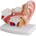 Ear Model Human Ear Anatomeme Model 1.5 Fold Magnification Model Suitable for Medical - Buy Online on SooperMarket.com