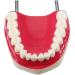 LBYLYH Standard Dental Lehling Model - Realistic Teeth Soft Chewing Gum & Tongue for Clinical Demonstrations - Easy to Use & Store - Buy Online on SooperMarket.com