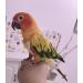 Kama Bridal Diapers for Parakeets Cockatiels & Small Birds - 2 Pack | Best for Macaws Budgerigars & Canaries - International Shipping Available! - Buy Online on SooperMarket.com