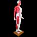 Acupuncture Template - Acupuncture and Male Muscle - 85cm - Half Skin and Half Point Point and Meridians Anatomy - Buy Online on SooperMarket.com
