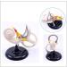 Professional Desktop Ear Joint Simulation Model Human Ear Labyrinth Model Medical Educational Training Aid - Buy Online on SooperMarket.com