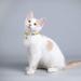 Tagme Personalized Cat Collar - Adjustable Safety Neck Band with Name & Phone 2-Pack Yellow (18-28 cm) - Perfect for Cats - Buy Online on SooperMarket.com