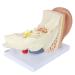 Human Ear Model 5 Times Natural Size Pattern with 3 Parts Illustrating Ear Main Ear Beings Ear Cleaner Internal Ear